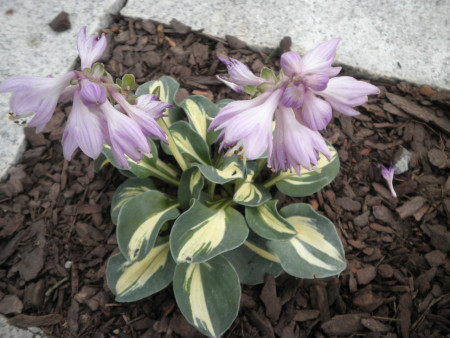Hosta ´Snow Mouse´